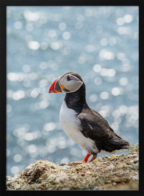 Scottish Puffin Poster