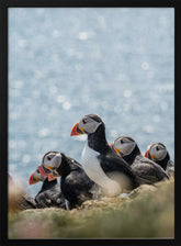 Scottish Puffins Poster