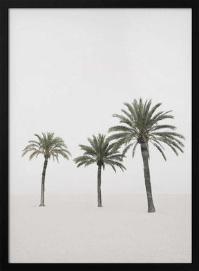 Palms Poster