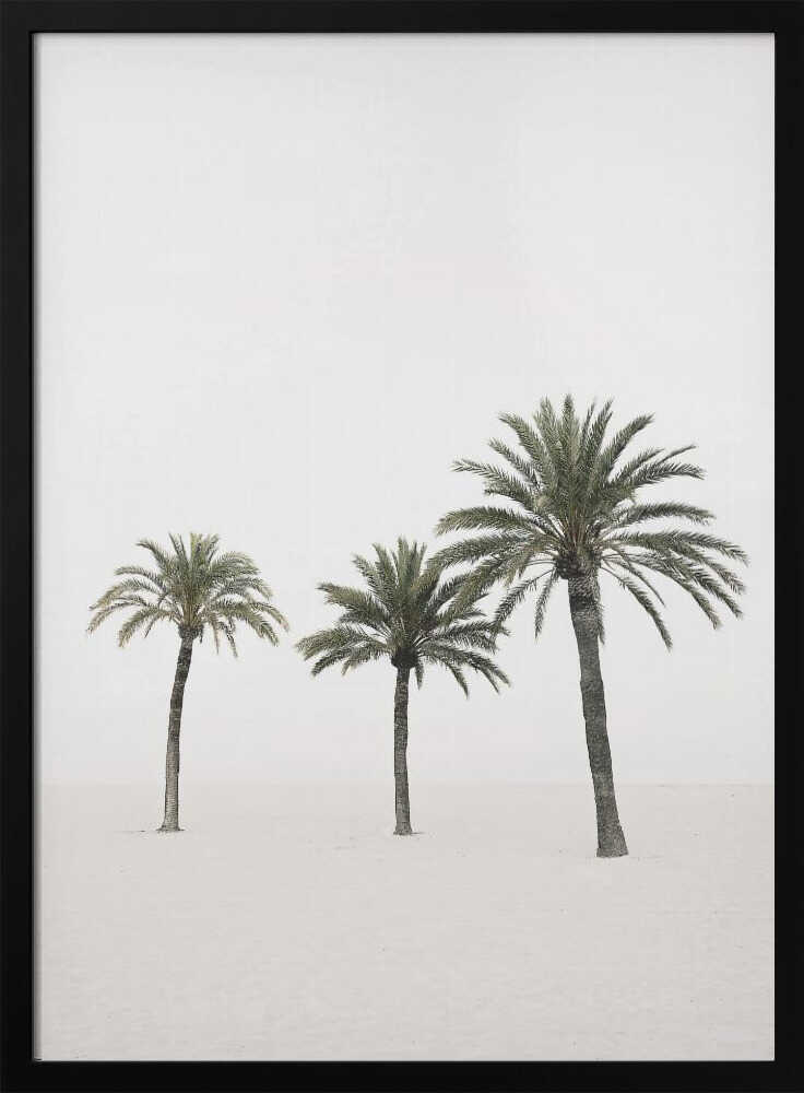 Palms Poster