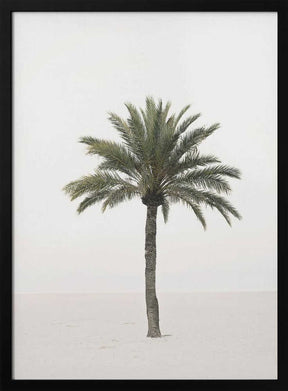 Palm Poster