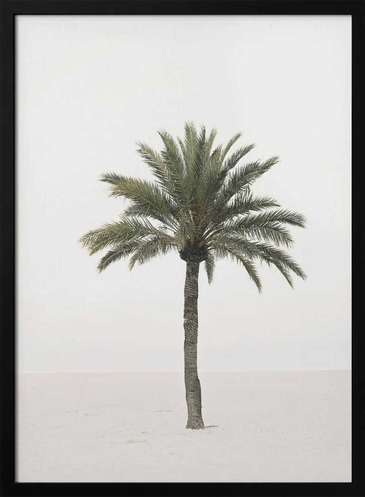 Palm Poster