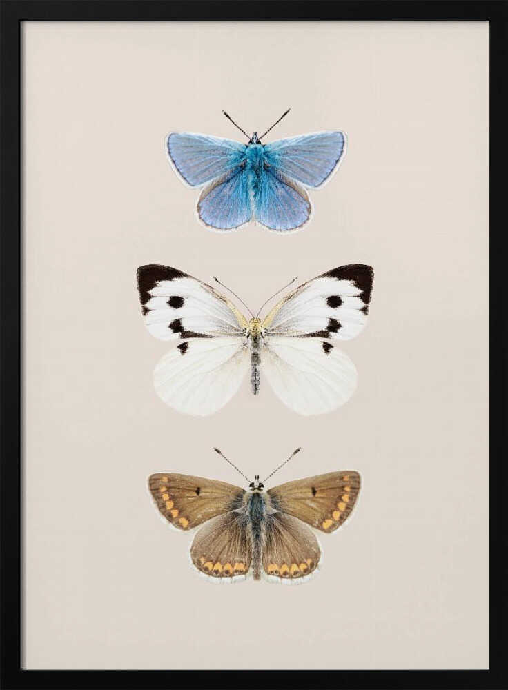 English Butterlies 2 Poster