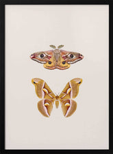 Moths Poster