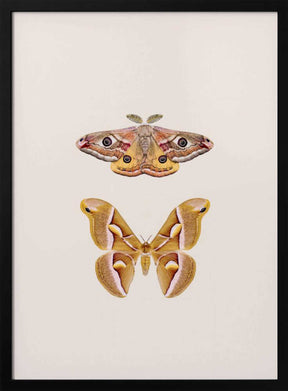 Moths Poster