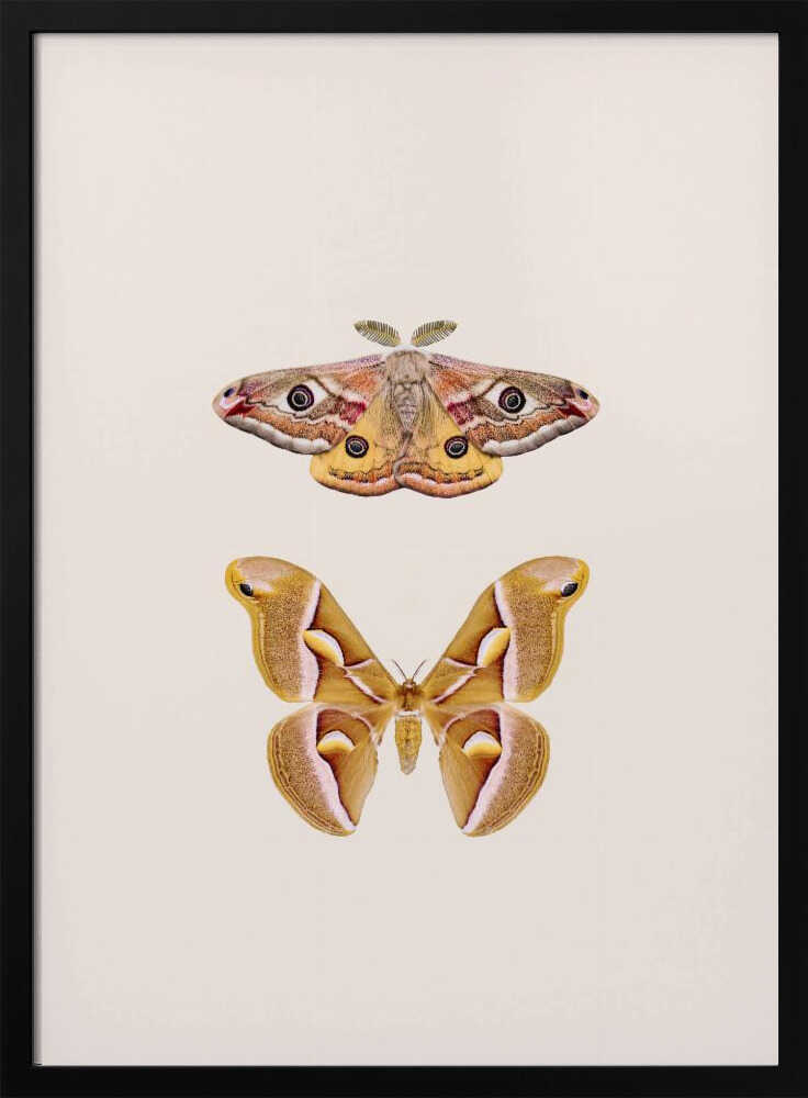 Moths Poster