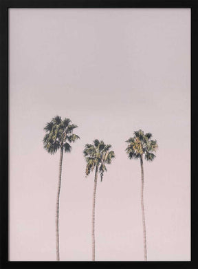 Palms On Pink Poster