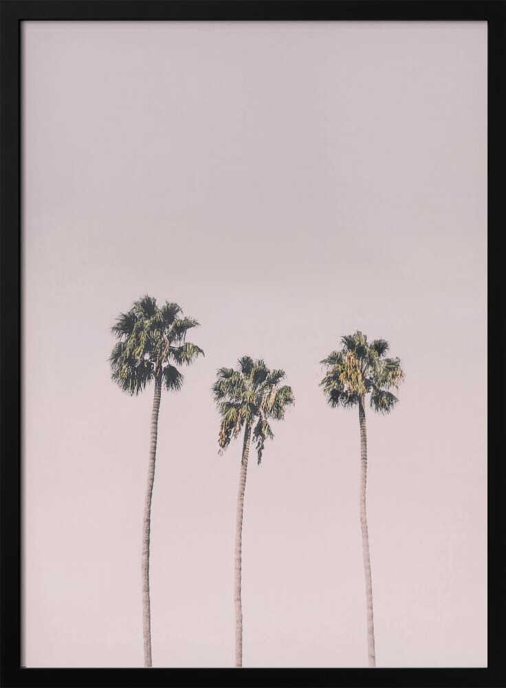 Palms On Pink Poster