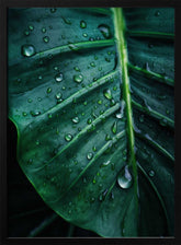 Rain Kissed Leaf Poster
