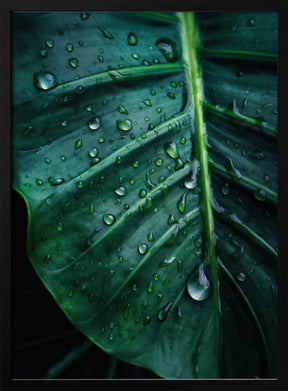 Rain Kissed Leaf Poster
