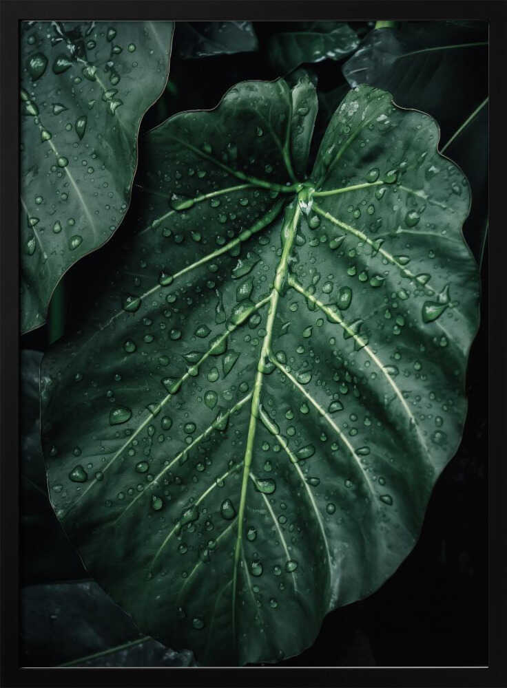 Rain Kissed Leaves Poster