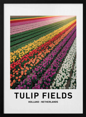 Tulip Fields Poster