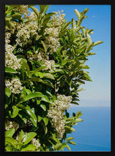Amalfi Coast Flowers IV on Film Poster