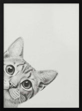 Curious Cat Poster