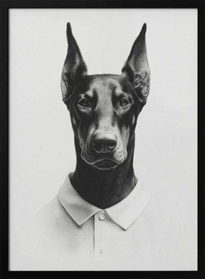 Doberman In Polo Shirt Poster