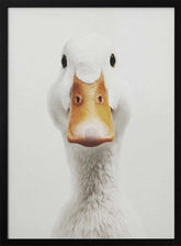 The White Duck Poster