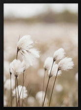 Cotton Grass - Eriophorum Poster