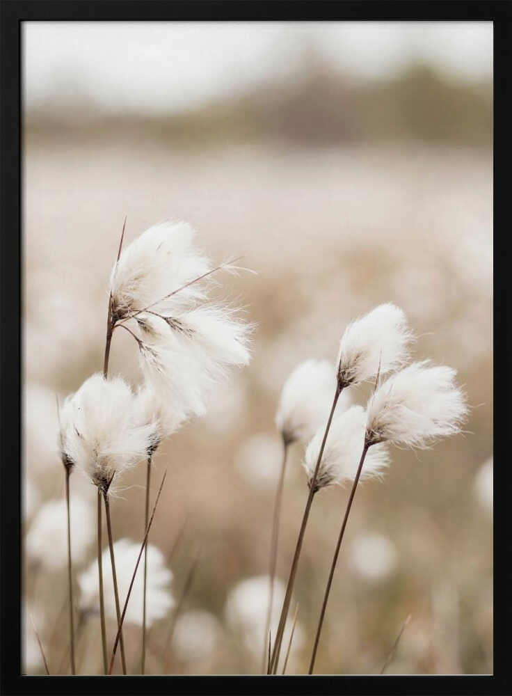 Cotton Grass - Eriophorum Poster