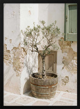 Small Olive Tree In a Wooden Barrel Poster