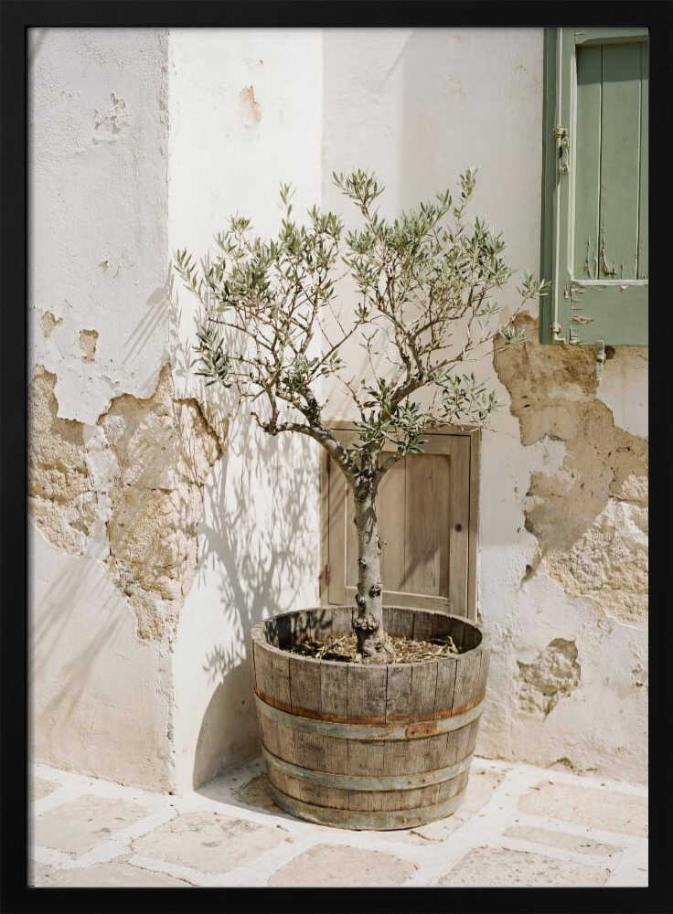 Small Olive Tree In a Wooden Barrel Poster