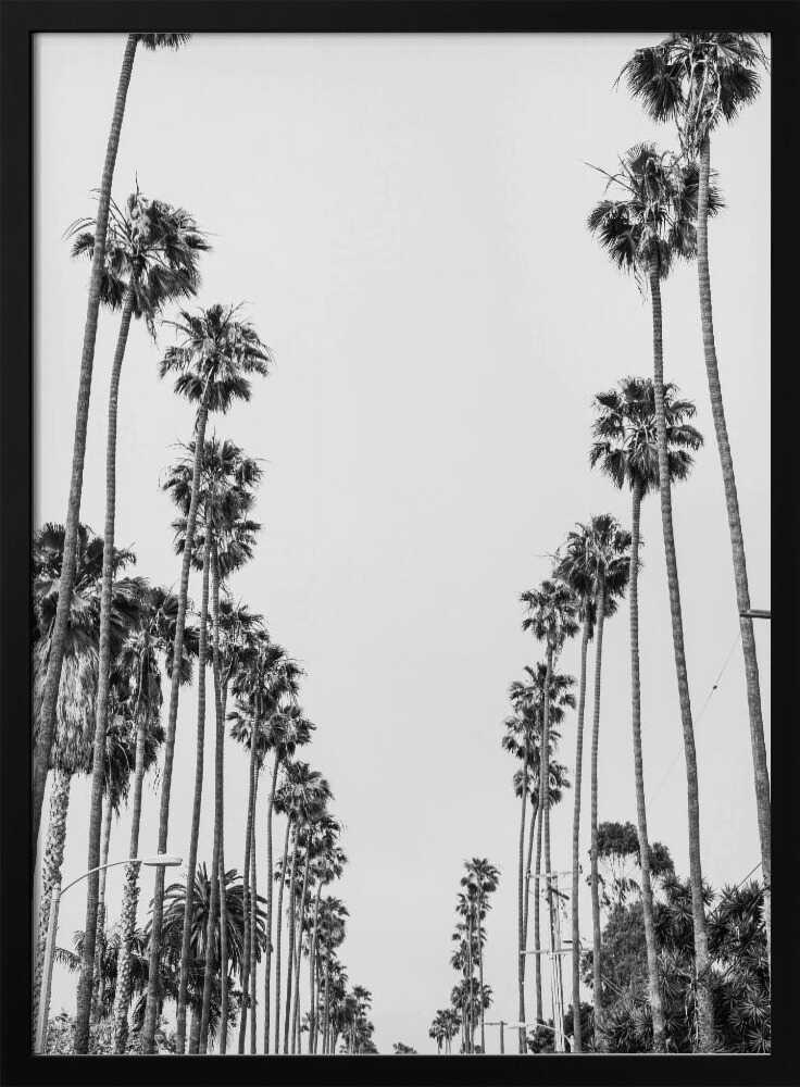 Palm Alley Poster