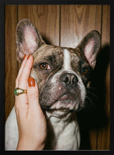 Petting a Frenchie Poster