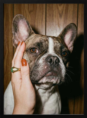 Petting a Frenchie Poster