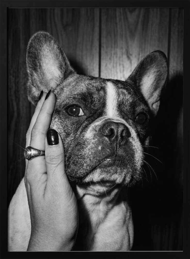 Petting a Frenchie Poster