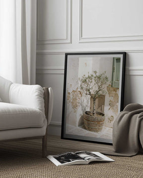 Small Olive Tree In a Wooden Barrel Poster