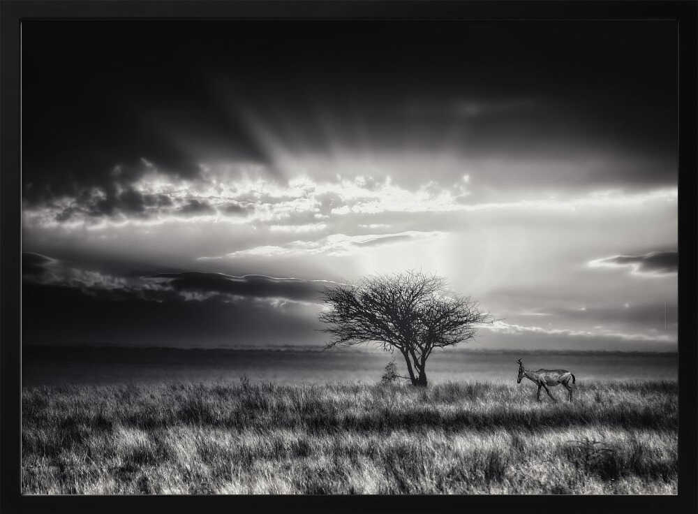sunrise with hartebeest Poster