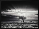 sunrise with hartebeest Poster