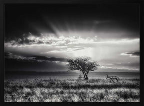 sunrise with hartebeest Poster