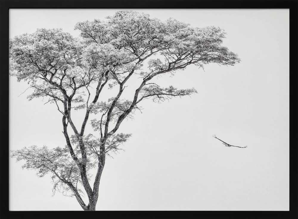 the African eagle Poster