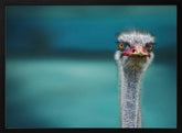 Ostrich Protecting two Poor Chicken from the Wind Poster