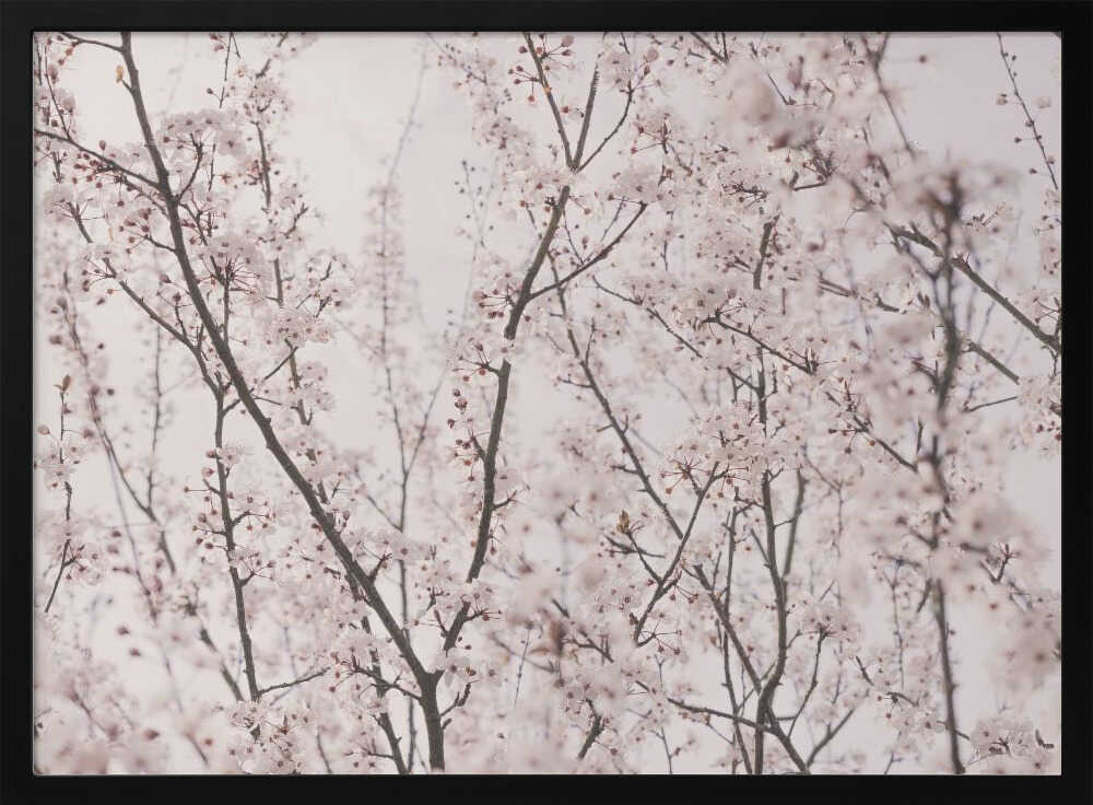 Spring blossoms Poster