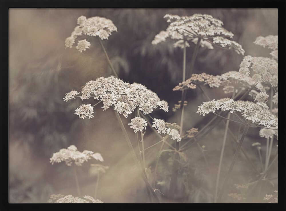 Wild Parsley Poster