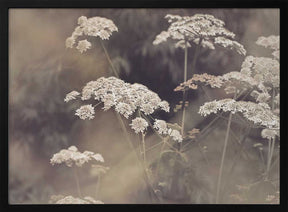 Wild Parsley Poster