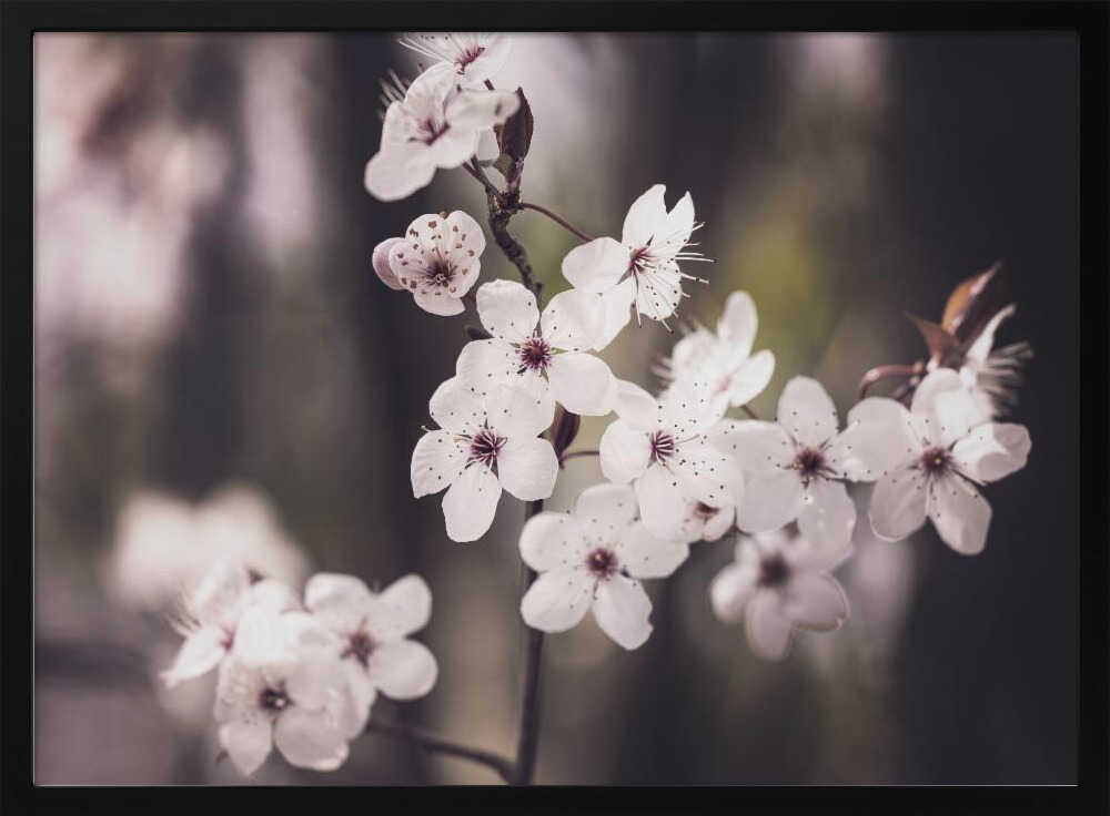 Blossoms Poster