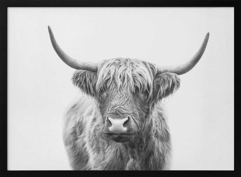 Highland Bull Poster