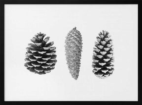 Pine Cone Study Poster