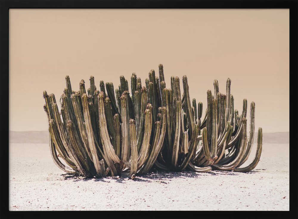 Peach Sky Cactus Poster