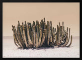 Peach Sky Cactus Poster