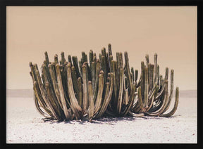 Peach Sky Cactus Poster