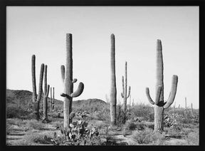 Grey Cactus Land Poster