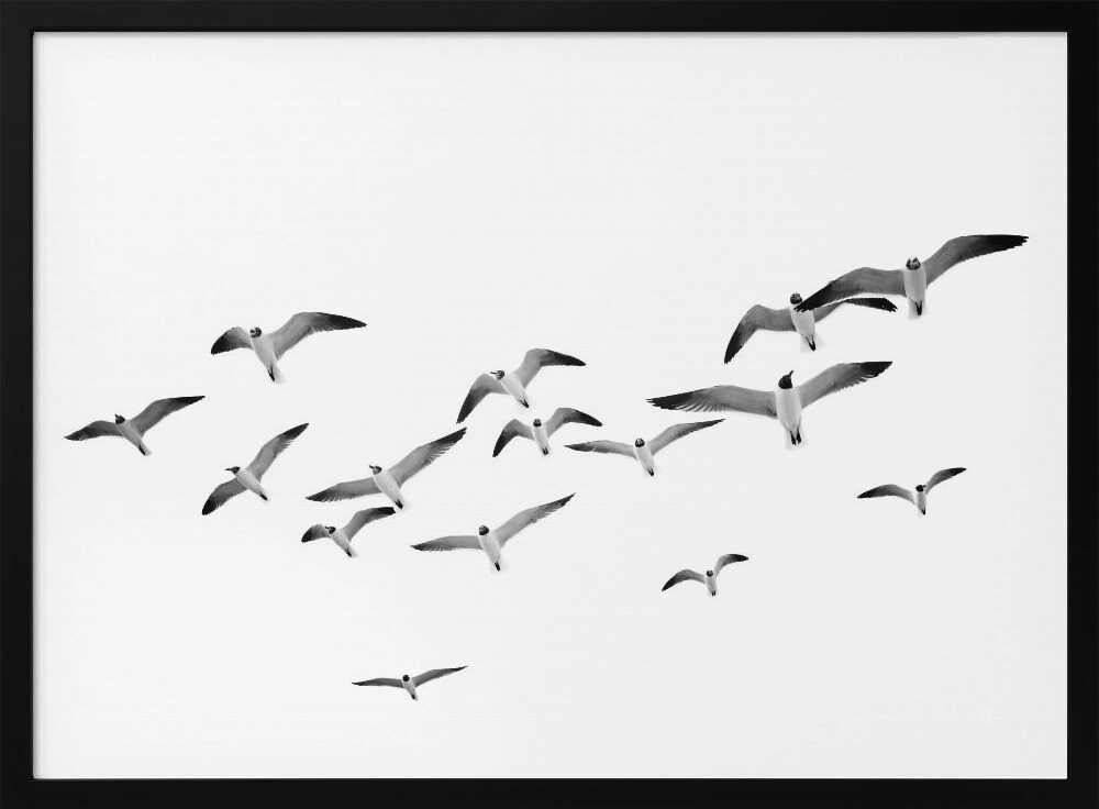 Flying Birds Poster