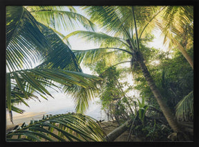 Hide under Palms Poster