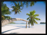 Tropical Palm Poster