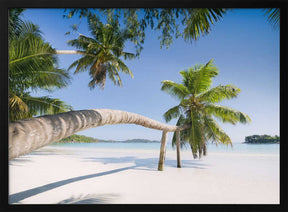 Tropical Palm Poster