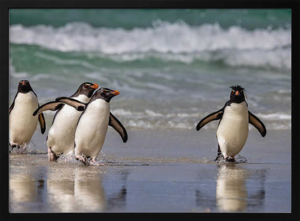 Rockhopper Pinguins just back from the Sea Poster