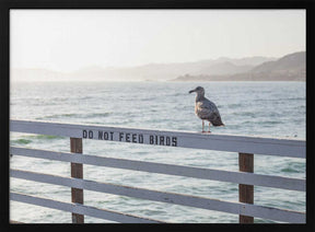 Do not feed birds Poster